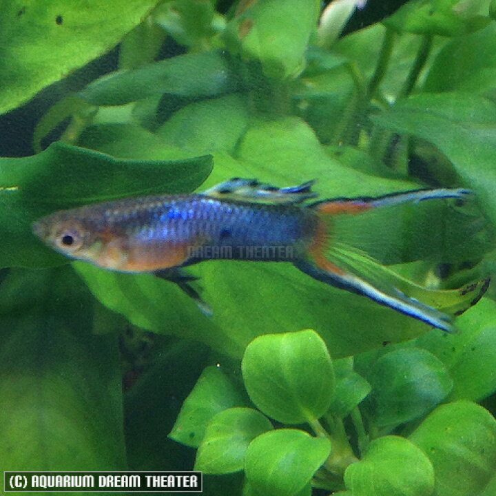 楽天市場 熱帯魚 観賞魚 国産グッピー ブルースターダブルソード グッピー 1pr 国産 グッピー 北海道 九州 沖縄 離島は発送不可 アクアリウム ドリームシアター
