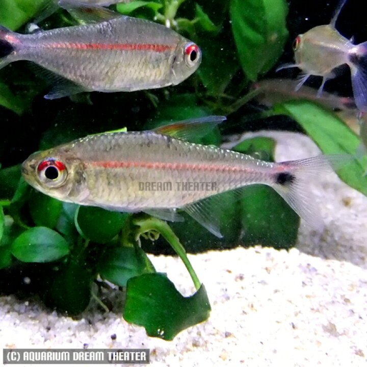 楽天市場 熱帯魚 観賞魚 ジャスティン テトラ 赤目赤線 1匹 北海道 九州 沖縄 離島は発送不可 アクアリウム ドリームシアター