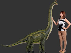 205cm uLITEX̕Ǌ| EI[fRigtBMAj