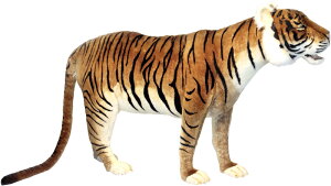 Aj}rbOtBMAHANSAʂ ^CK[igjEX^fBO rbOAiSF185cm)zigtBMAj