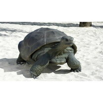 ガラパゴス ゾウガメ ホビー の通販