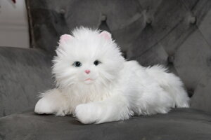 ۂӂӂ ܂ڂ q˂ gLJ 4560386967848 dr̔ AJdr L{bg ngC {bg