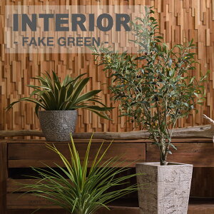 オリーブ 観葉植物 室内の人気商品 通販 価格比較 価格 Com