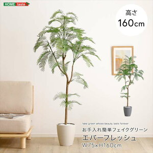 観葉植物 160cmの人気商品・通販・価格比較 - 価格.com
