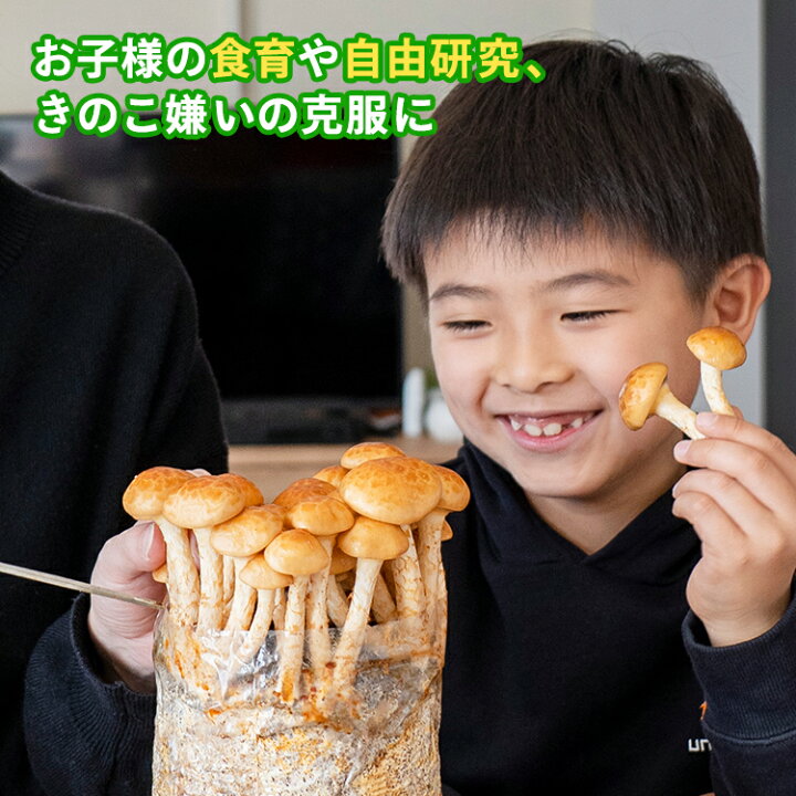 楽天市場】【40%OFF】【最終お値下げ】なめこ栽培キット もりのなめこ 