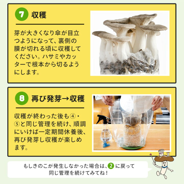 楽天市場】【完売】えりんぎ栽培キット もりのえりんぎ農園 | エリンギ 