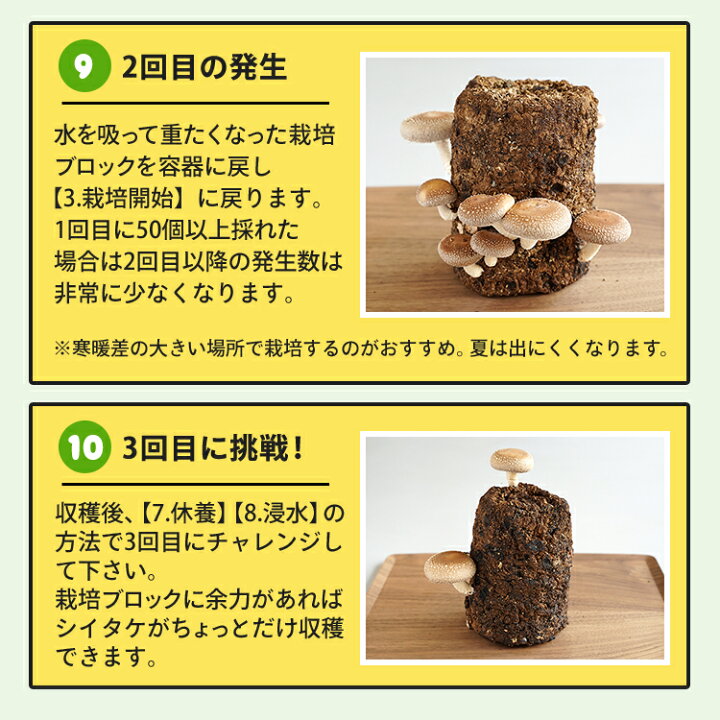 楽天市場】【11/1限定 ポイント最大13倍】【栽培容器付】しいたけ栽培キット もりのしいたけ農園 | 椎茸 しいたけ シイタケ 家庭菜園 自由研究 観察 初心者向け きのこ栽培 キノコ栽培 栽培キット 栽培セット 菌床 生しいたけ 生シイタケ 国産 おうち時間 : 森のきのこ倶楽部 楽天市場】【11/1限定 ポイント最大13倍】【栽培容器付】しいたけ栽培キット もりのしいたけ農園 | 椎茸 しいたけ シイタケ 家庭菜園 自由研究 観察 初心者向け きのこ栽培 キノコ栽培 栽培キット 栽培セット 菌床 生しいたけ 生シイタケ 国産 おうち時間 : 森のきのこ倶楽部