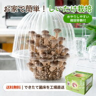 【17日10時までエントリーP10倍】栽培容器付 しいたけ栽培キット もりのしいたけ農園｜送料無料 椎茸 シ…