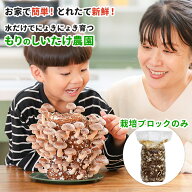 【エントリーP10倍】【ブロックのみ／付属品・説明書なし】しいたけ栽培ブロック もりのしいたけ農園おか…