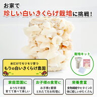 【5月1日15:00】白いきくらげ栽培キット もりの白いきくらげ農園｜キクラゲ 木耳 家庭菜園 自由研究 観察…