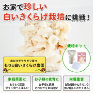 【24日1:59までP10倍＆エントリー10倍】【在庫限り30%OFF】白いきくらげ栽培キット もりの白いきくらげ農…