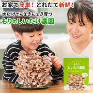 【11日1:59まで10%OFF&エントリーP10倍】しいたけ栽培キット もりのしいたけ農園｜初心者 子供 食育 自由…
