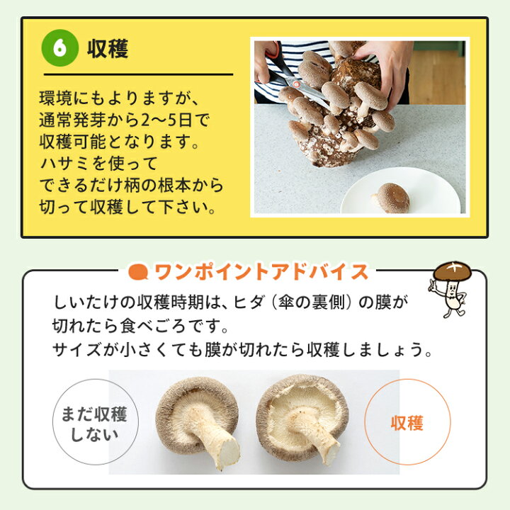 楽天市場 しいたけ栽培キット もりのしいたけ農園 椎茸 しいたけ シイタケ 家庭菜園 自由研究 観察 初心者向け 室内 きのこ栽培 キノコ栽培 栽培キット 栽培セット 菌床 生しいたけ 生シイタケ 国産 おうち時間 食育 きのこ狩り 森のきのこ倶楽部 楽天市場 しいたけ栽培キット もりのしいたけ農園 椎茸 しいたけ シイタケ 家庭菜園 自由研究 観察 初心者向け 室内 きのこ栽培 キノコ栽培 栽培キット 栽培セット 菌床 生しいたけ 生シイタケ 国産 おうち時間 食育 きのこ狩り 森のきのこ倶楽部