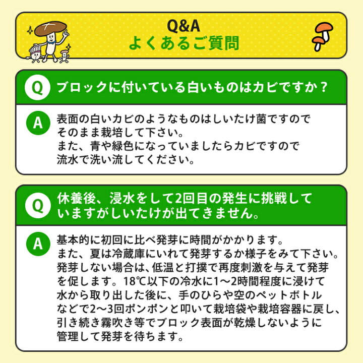 楽天市場 qコンロ付属 しいたけ栽培キット もりのしいたけ農園 バーベキューセット 椎茸 しいたけ シイタケ 家庭菜園 自由研究 観察 初心者向け 室内 きのこ栽培 キノコ栽培 栽培キット 栽培セット 菌床 生しいたけ 生シイタケ 国産 森のきのこ倶楽部