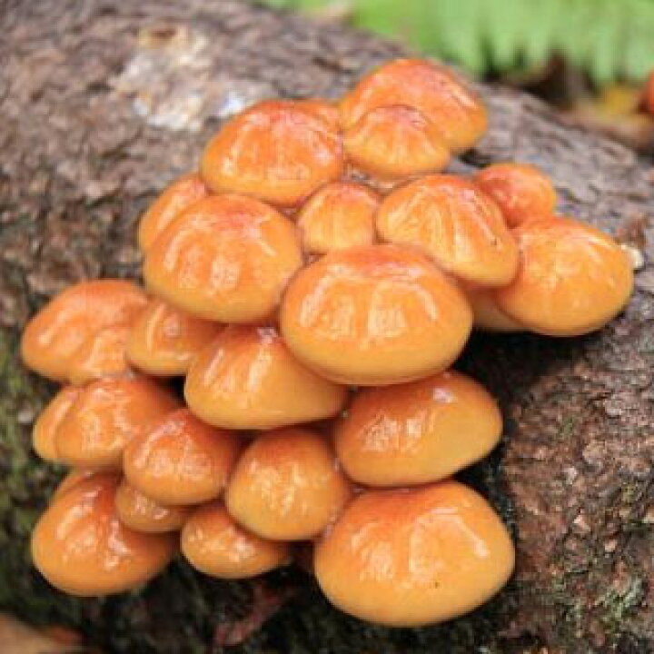 楽天市場 なめこ種駒 なめこの種 400個 ナメコ種駒 ナメコ菌 なめこ菌 ナメコ栽培 なめこ栽培 原木栽培 種菌 きのこ 送料無料 森のきのこ倶楽部