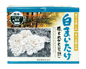 【11日1:59まで10%OFF】【ほだ木】原木白マイタケ栽培キット 白まいたけの成る木（短木）| 舞茸栽培 まいたけ栽培 家庭菜園 野菜 きのこ栽培 キノコ栽培 原木舞茸 原木マイタケ 原木まいたけ ホダ木 ほだ木 榾木 国産 まいたけ 舞茸 栽培キット 原木 白マイタケ 白舞茸