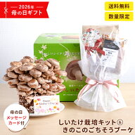 【エントリーP10倍】【5月7日から順次発送】【母の日限定】ごちそうブーケ×もりのしいたけ農園【栽培容…