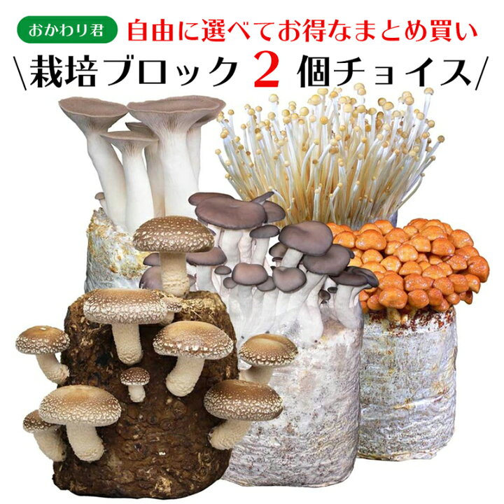 楽天市場 今季販売終了 ブロックのみ 付属品 説明書なし お好み2個 選べてお得 きのこ栽培キット おかわり君2個チョイス キノコ栽培 きのこ栽培 しいたけ なめこ えりんぎ えのきたけ ぶなしめじ ひらたけ 家庭菜園 野菜 室内 菌床 送料無料 森のきのこ倶楽部