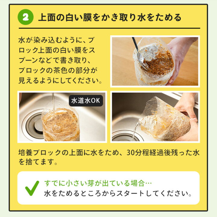楽天市場】えりんぎ栽培キット もりのえりんぎ農園 | エリンギ 家庭菜園 自由研究 観察 野菜 室内 きのこ栽培 キノコ栽培 栽培キット 栽培セット 菌床 エリンギ栽培 国産 送料無料 : 森のきのこ倶楽部 楽天市場】えりんぎ栽培キット もりのえりんぎ農園 | エリンギ 家庭菜園 自由研究 観察 野菜 室内 きのこ栽培 キノコ栽培 栽培キット 栽培セット 菌床 エリンギ栽培 国産 送料無料 : 森のきのこ倶楽部