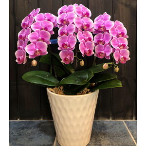 yszTreeM spot J`kunugi`@~jӒ@sNmԌa7cm 27ֈȏ(ڂ݊)n1oEJXEJƁEEiȂǂ̂jɁt[MtgiR`EjykC