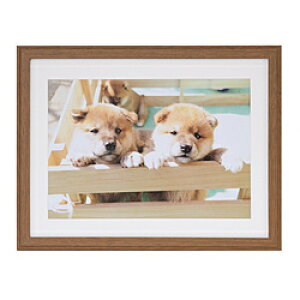 �t�W�J���[ �ؐ��z��_YM-9_���C�h4��_�u���E�� �u���E��