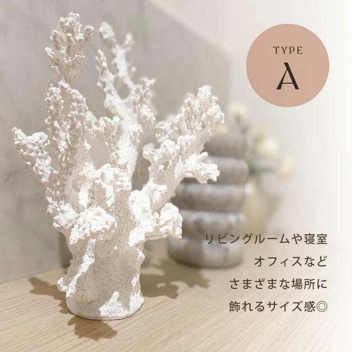 希少】海のインテリア♪ 奄美の海で採れた珊瑚（菊目石）と夜光貝 現物 
