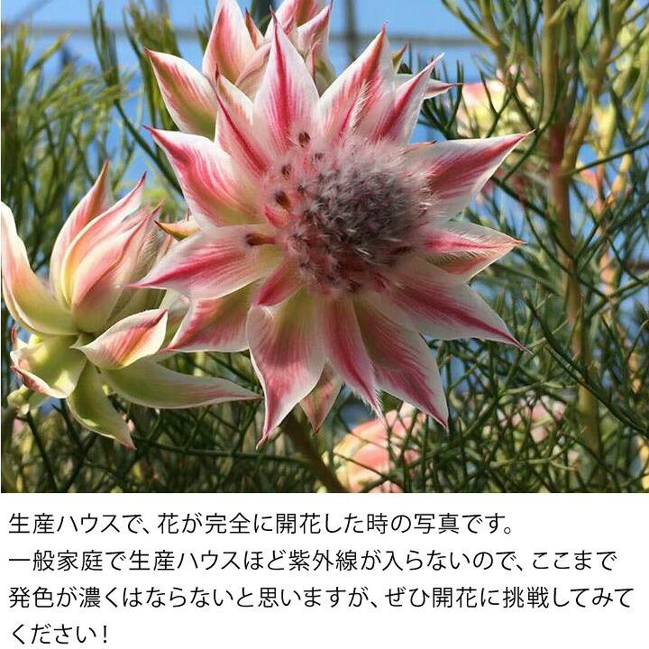 楽天市場 詳しい育て方ガイド付き セルリア プリティピンク6号鉢 同梱不可商品です 今月の植物 ｅ 花屋さん