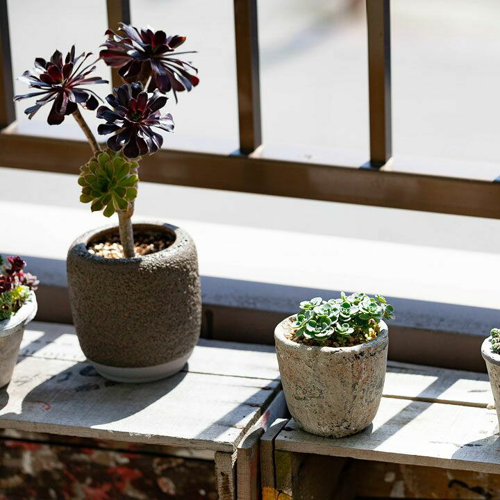 楽天市場 とっても可愛いのに とっても強い 赤葉カラフトミセバヤ 今月の植物 ｅ 花屋さん