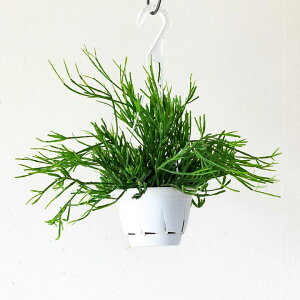 楽天市場 リプサリス エワルディアナ 今月の植物 ｅ 花屋さん