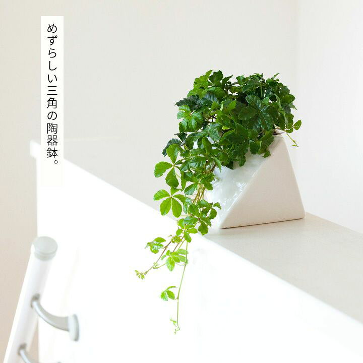 楽天市場 シュガーバイン多面体の陶器鉢 今月の植物 e 花屋さん 楽天市場 シュガーバイン多面体の陶器鉢 今月の植物 e 花屋さん