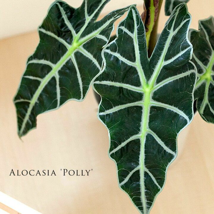 楽天市場 はじめてのアロカシアなら ポリー を推薦します 今月の植物 ｅ 花屋さん