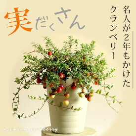 楽天市場 クランベリー 鉢の通販