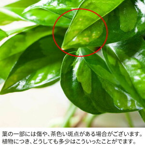 楽天市場 10 10 のお届け 只今ツル短めです ポトス グローバルグリーン 6ページからなる 育て方冊子付き 今月の植物 ｅ 花屋さん