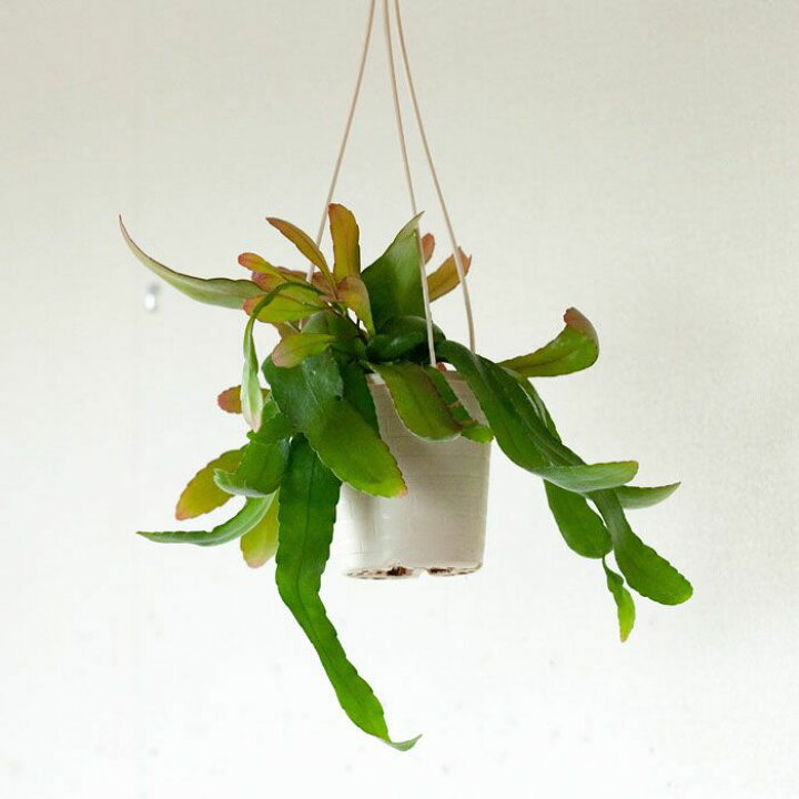 楽天市場 リプサリス ラムローサ 今月の植物 ｅ 花屋さん