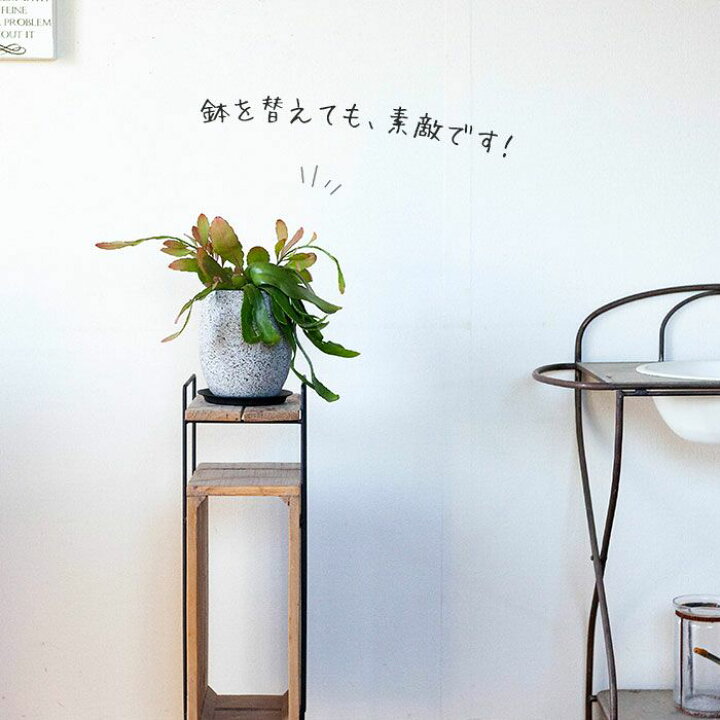 楽天市場 リプサリス ラムローサ 今月の植物 ｅ 花屋さん