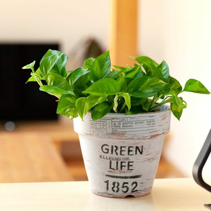 1260円 在庫限り ポトス グローバルグリーン グリーン アンティークテラコッタ鉢植え 観葉植物 ミニ 卓上 丈夫