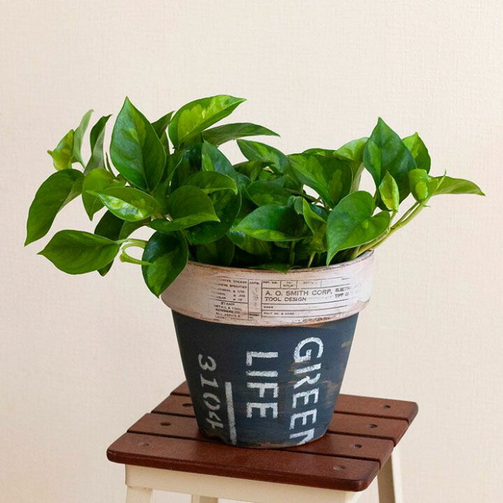 1260円 在庫限り ポトス グローバルグリーン グリーン アンティークテラコッタ鉢植え 観葉植物 ミニ 卓上 丈夫