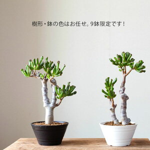 楽天市場 9鉢限定 クラッスラ ゴーラム 宇宙の木 朴 e 花屋さん 楽天市場 9鉢限定 クラッスラ ゴーラム 宇宙の木 朴 e 花屋さん