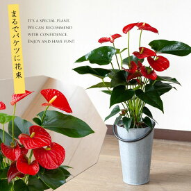 楽天市場 アンスリウム 品種 花 ガーデン Diy の通販