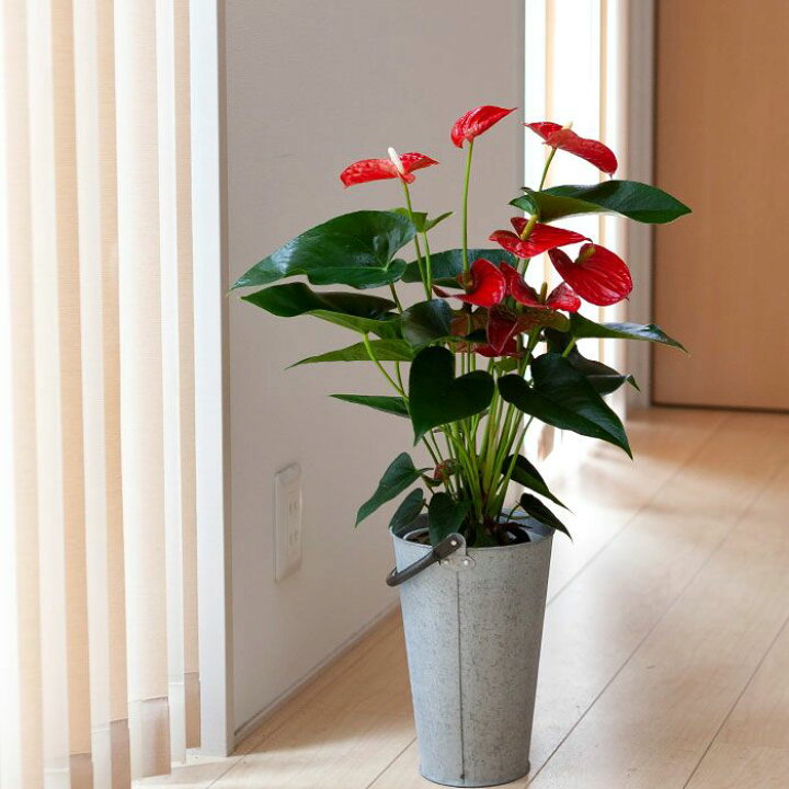 楽天市場 アンスリウム バンビーノレッド 赤が長持ちする品種です 今月の植物 ｅ 花屋さん