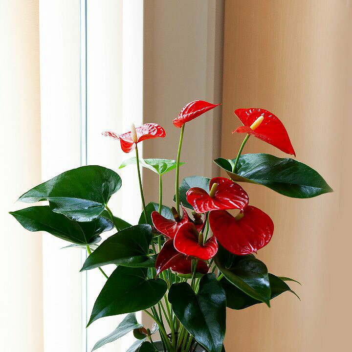 楽天市場 アンスリウム バンビーノレッド 赤が長持ちする品種です 今月の植物 ｅ 花屋さん