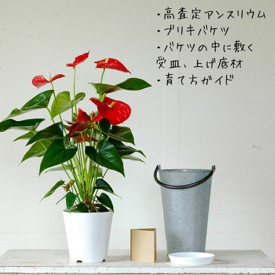 楽天市場 お届けは8 5 アンスリウム バンビーノレッド 赤が長持ちする品種です 今月の植物 ｅ 花屋さん