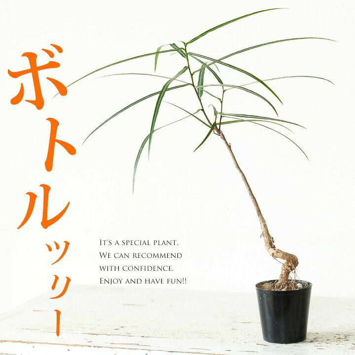 楽天市場 完売御礼 お届けは9 4 ボトルツリー ブラキチトン 今月の植物 ｅ 花屋さん