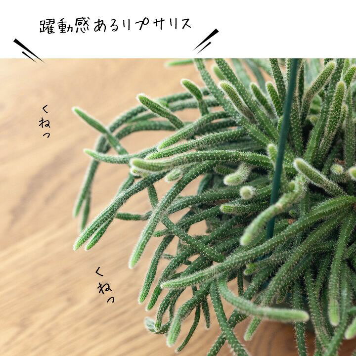 楽天市場 数量限定 リプサリス ホリダ 今月の植物 ｅ 花屋さん