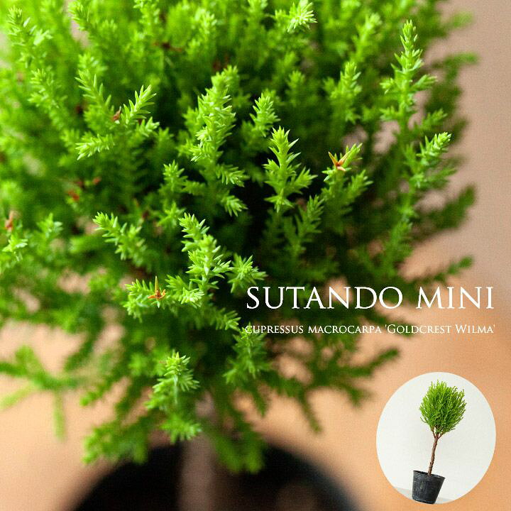 楽天市場 ゴールドクレスト ウィルマ のスタンド仕立て 今月の植物 ｅ 花屋さん