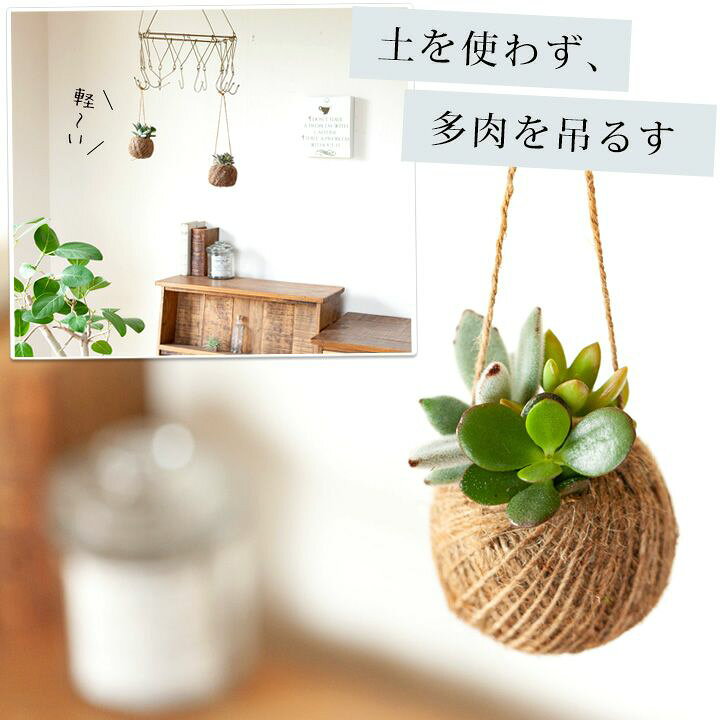 楽天市場 多肉植物の麻ボール 寄せ植えですヨ 今月の植物 ｅ 花屋さん