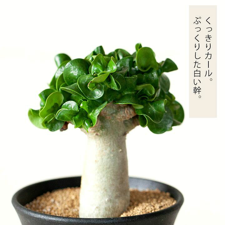 楽天市場】アデニウムアラビカム獅子葉(巻葉) : e-花屋さん 楽天市場】アデニウムアラビカム獅子葉(巻葉) : e-花屋さん