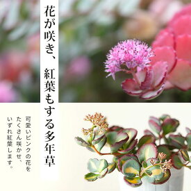 楽天市場 ミセバヤ 花 ガーデン Diy の通販
