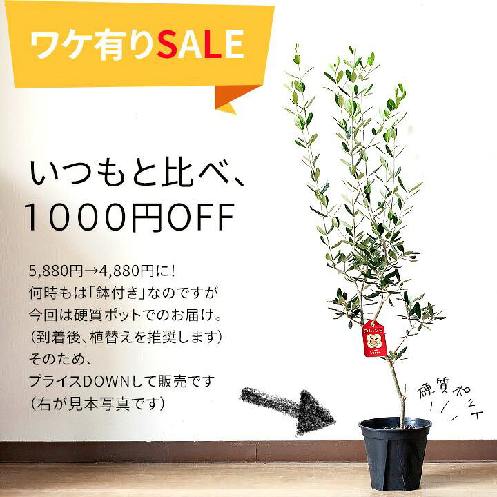 楽天市場】【SALE！硬質ポットでのお届けになります】オリーブの木 