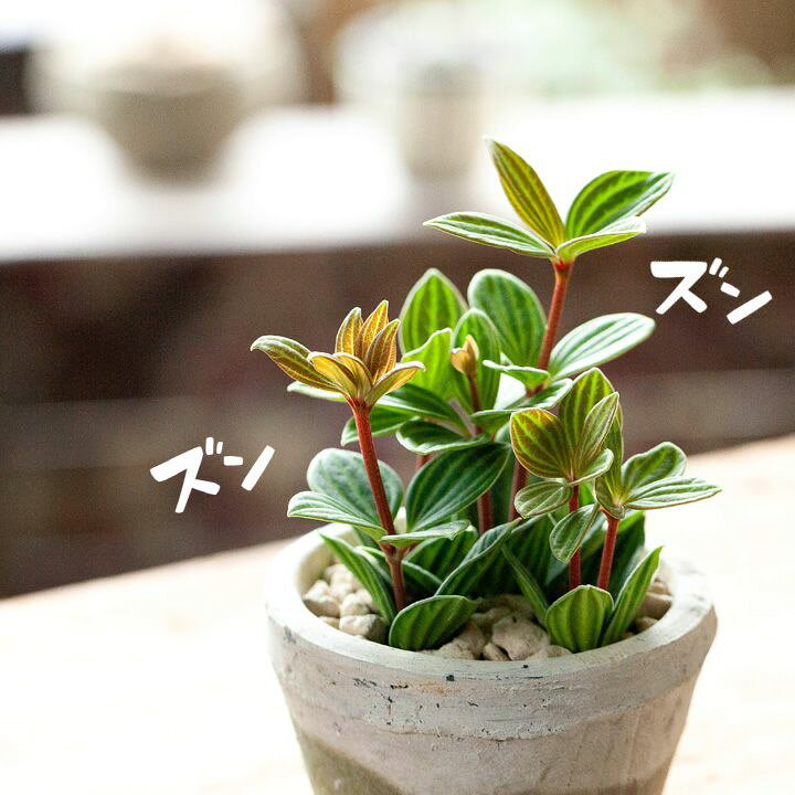 楽天市場 ペペロミア プテオラータを ホワイトmossポットで 今月の植物 ｅ 花屋さん